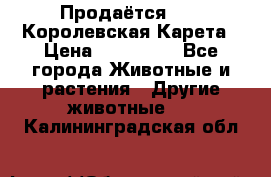 Продаётся!     Королевская Карета › Цена ­ 300 000 - Все города Животные и растения » Другие животные   . Калининградская обл.